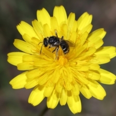 Lasioglossum (Chilalictus) sp. (genus & subgenus) at Tidbinbilla Nature Reserve - 13 Apr 2024