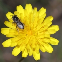 Lasioglossum (Chilalictus) sp. (genus & subgenus) at Tidbinbilla Nature Reserve - 13 Apr 2024 12:29 PM