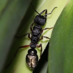 Myrmecia sp. (genus) (Bull ant or Jack Jumper) at Acton, ACT - 14 Apr 2024 by TimL