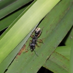 Myrmecia fulvipes at ANBG - 14 Apr 2024