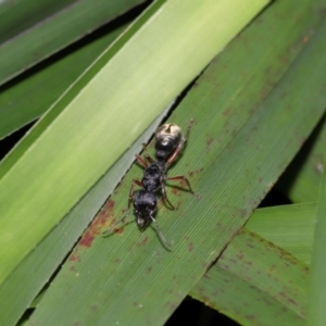 Myrmecia fulvipes at ANBG - 14 Apr 2024 02:17 PM