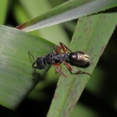 Myrmecia fulvipes at ANBG - 14 Apr 2024 02:17 PM