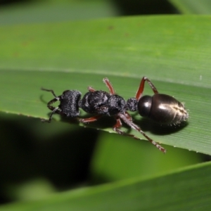 Myrmecia sp. (genus) at ANBG - 14 Apr 2024