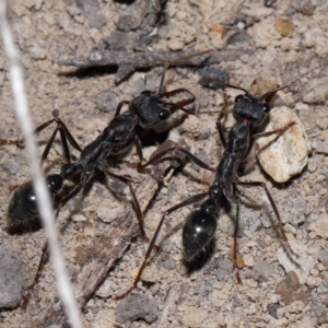 Myrmecia pyriformis at ANBG - 14 Apr 2024