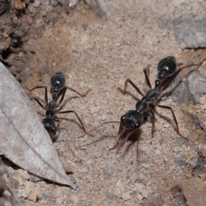 Myrmecia pyriformis at ANBG - 14 Apr 2024