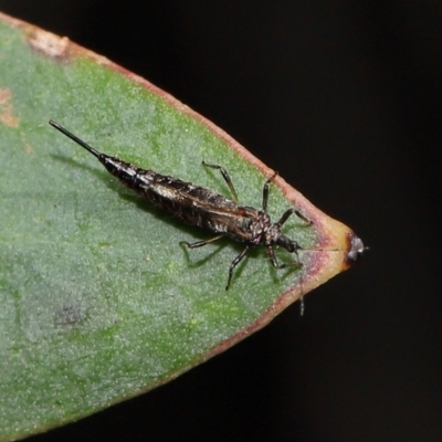 Idolothrips spectrum (Giant thrips) at Acton, ACT - 14 Apr 2024 by TimL