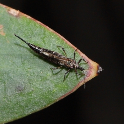 Unidentified Thrips (Thysanoptera) at Acton, ACT - 14 Apr 2024 by TimL