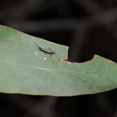 Idolothrips spectrum at ANBG - 14 Apr 2024 12:22 PM