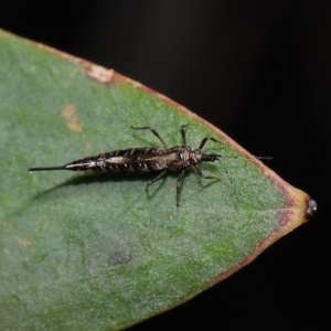 Idolothrips spectrum at ANBG - 14 Apr 2024