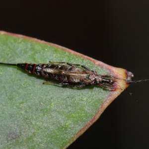 Idolothrips spectrum at ANBG - 14 Apr 2024