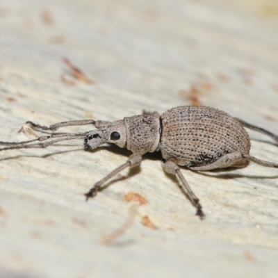 Unidentified Weevil (Curculionoidea) at Acton, ACT - 14 Apr 2024 by TimL