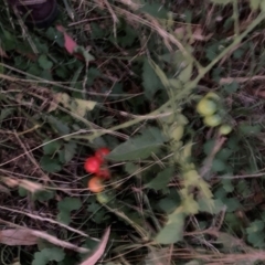 Solanum lycopersicum (Tomato) at Mount Majura - 13 Apr 2024 by waltraud