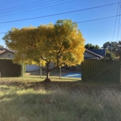 Koelreuteria paniculata at Mount Majura - 14 Apr 2024 04:11 PM