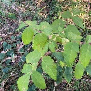 Acer negundo at Mount Majura - 14 Apr 2024 04:02 PM