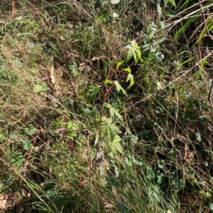 Acer palmatum at Mount Majura - 14 Apr 2024