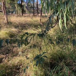 Celtis australis at Mount Majura - 14 Apr 2024