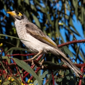 Manorina melanocephala at Bundaberg West, QLD - 1 Sep 2020 06:18 PM