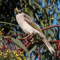 Manorina melanocephala at Bundaberg West, QLD - 1 Sep 2020 06:18 PM