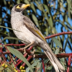 Manorina melanocephala at Bundaberg West, QLD - 1 Sep 2020