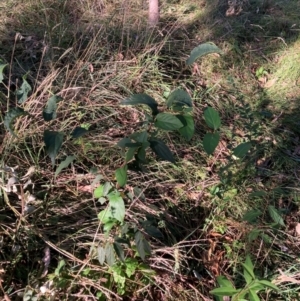 Lonicera japonica at Mount Majura - 14 Apr 2024