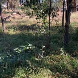 Celtis australis at Mount Majura - 14 Apr 2024 03:46 PM