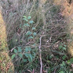 Celtis australis (Nettle Tree) at Hackett, ACT - 14 Apr 2024 by waltraud