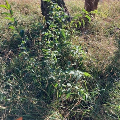 Celtis australis (Nettle Tree) at Hackett, ACT - 14 Apr 2024 by waltraud