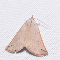 Mataeomera ligata (Black-tipped Scale-moth) at Jerrabomberra, NSW - 14 Apr 2024 by DianneClarke