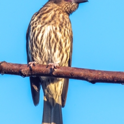 Sphecotheres vieilloti (Australasian Figbird) at Bundaberg North, QLD - 2 Sep 2020 by Petesteamer