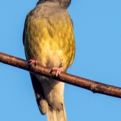 Sphecotheres vieilloti at Bundaberg North, QLD - 2 Sep 2020