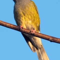 Sphecotheres vieilloti at Bundaberg North, QLD - 2 Sep 2020