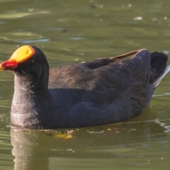 Gallinula tenebrosa (Dusky Moorhen) at Bundaberg North, QLD - 2 Sep 2020 by Petesteamer