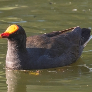 Gallinula tenebrosa at Bundaberg North, QLD - 2 Sep 2020