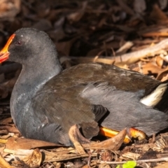 Gallinula tenebrosa at Bundaberg North, QLD - 2 Sep 2020