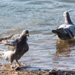 Columba livia (Rock Dove (Feral Pigeon)) at Bundaberg North, QLD - 1 Sep 2020 by Petesteamer