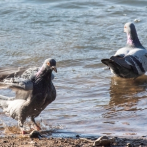 Columba livia at Bundaberg North, QLD - 2 Sep 2020