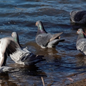 Columba livia at Bundaberg North, QLD - 2 Sep 2020