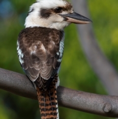 Dacelo novaeguineae (Laughing Kookaburra) at Bundaberg North, QLD - 2 Sep 2020 by Petesteamer