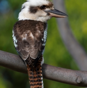 Dacelo novaeguineae at Bundaberg North, QLD - 2 Sep 2020 10:03 AM