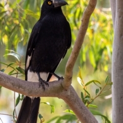 Strepera graculina (Pied Currawong) at Bundaberg North, QLD - 2 Sep 2020 by Petesteamer