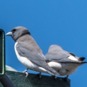 Artamus leucorynchus at Bundaberg North, QLD - 4 Sep 2020