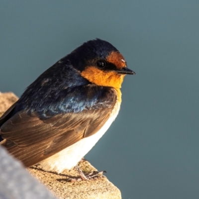 Hirundo neoxena (Welcome Swallow) at Bundaberg North, QLD - 4 Sep 2020 by Petesteamer