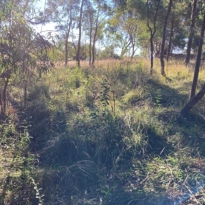 Ligustrum lucidum at Mount Majura - 14 Apr 2024