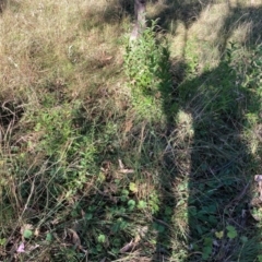 Ligustrum lucidum at Mount Majura - 14 Apr 2024