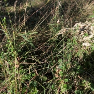 Ligustrum lucidum at Mount Majura - 14 Apr 2024