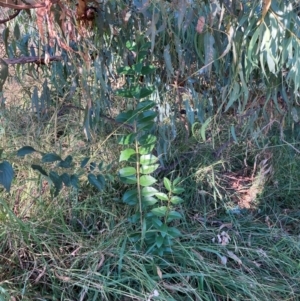 Ligustrum lucidum at Mount Majura - 14 Apr 2024