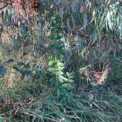 Ligustrum lucidum (Large-leaved Privet) at Hackett, ACT - 14 Apr 2024 by waltraud