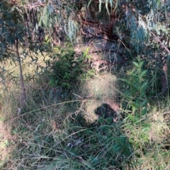 Ligustrum lucidum at Mount Majura - 14 Apr 2024 03:42 PM