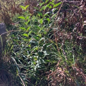 Ligustrum lucidum at Mount Majura - 14 Apr 2024