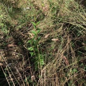 Ligustrum lucidum at Mount Majura - 14 Apr 2024